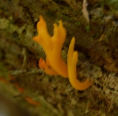 Calocera