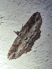Chloroclystis filata
