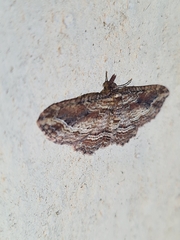 Chloroclystis filata