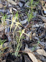 Caladenia xantha