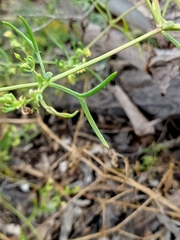 Roepera angustifolia