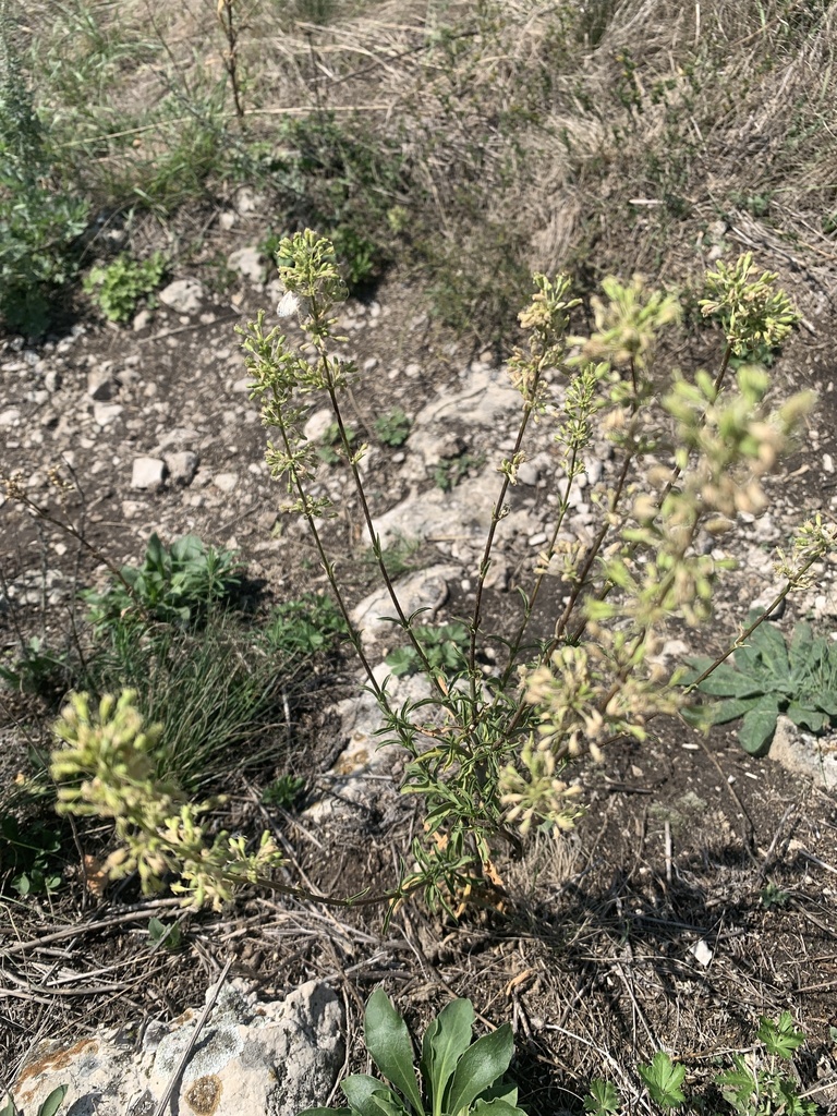 Silene eugeniae