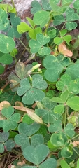 Oxalis corniculata