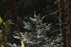 Abies alba