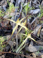 Caladenia xantha