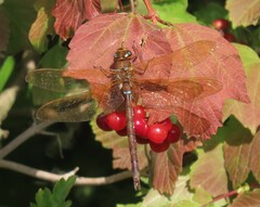 Aeshna grandis