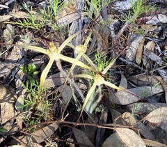 Caladenia xantha