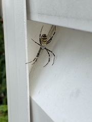 Argiope bruennichi