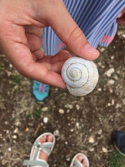 Helix pomatia