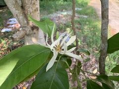Magnolia × alba