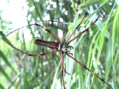 Nephila pilipes