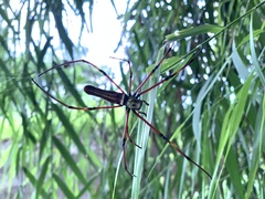 Nephila pilipes