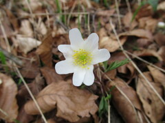 Anemonoides nemorosa