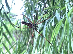 Nephila pilipes