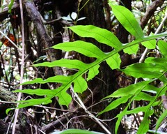 Dendroconche ampla