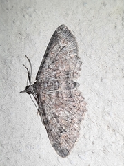 Pasiphilodes testulata