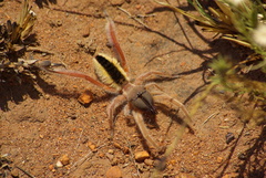 Solpugidae