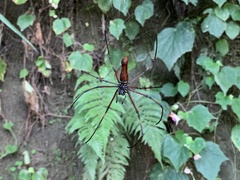Nephila pilipes