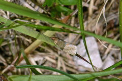 Clepsis senecionana