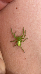 Micrommata virescens