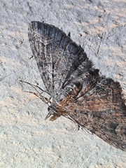 Pasiphilodes testulata