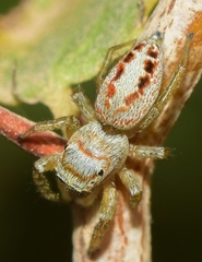 Icius hamatus