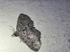 Pasiphilodes testulata