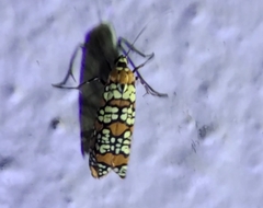 Atteva aurea