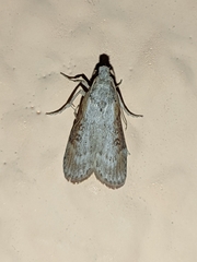 Lamoria anella