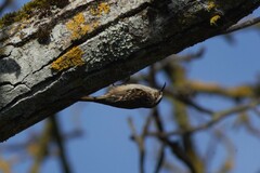 Certhia brachydactyla