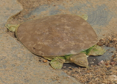 Apalone spinifera emoryi