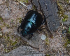 Anoplotrupes stercorosus