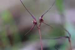 Acianthus caudatus