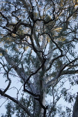 Eucalyptus dalrympleana