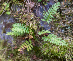 Polypodium vulgare