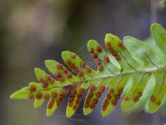 Polypodium vulgare