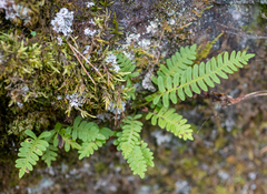 Polypodium vulgare