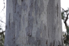Eucalyptus dalrympleana