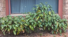 Thaumatophyllum xanadu