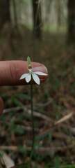 Caladenia fuscata