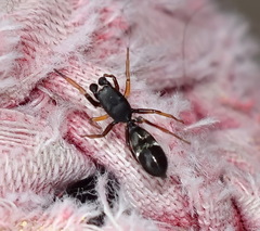 Leptorchestes berolinensis