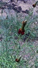 Trichodes bibalteatus