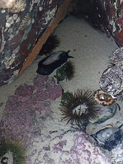 Scutus antipodes