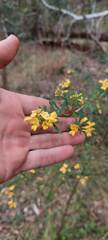 Pultenaea alea