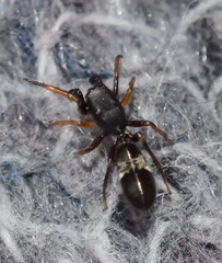 Leptorchestes berolinensis