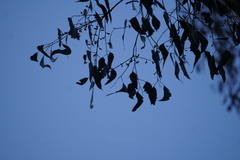 Eucalyptus dalrympleana