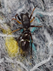 Leptorchestes berolinensis