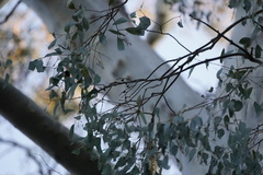 Eucalyptus dalrympleana