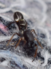 Leptorchestes berolinensis