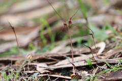 Acianthus caudatus